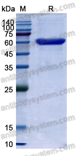 Research Grade Solitomab